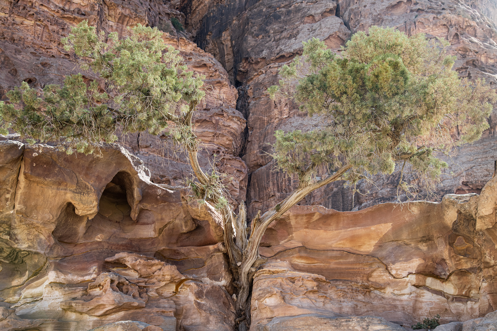 Desert tree - gespalten