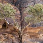 Desert tree - gespalten
