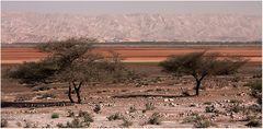 ~ desert tree ll ~