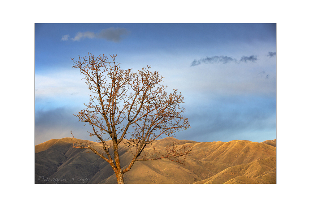 Desert Tree One 