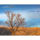 Desert Tree One 