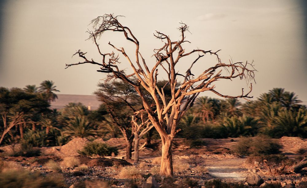 Desert Tree thirst