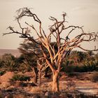 Desert Tree thirst