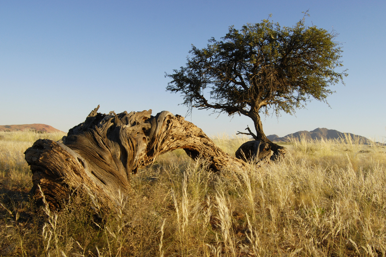 Desert Trees (1)