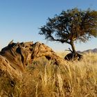 Desert Trees (1)