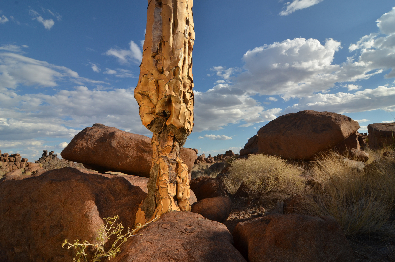 Desert Trees (3)