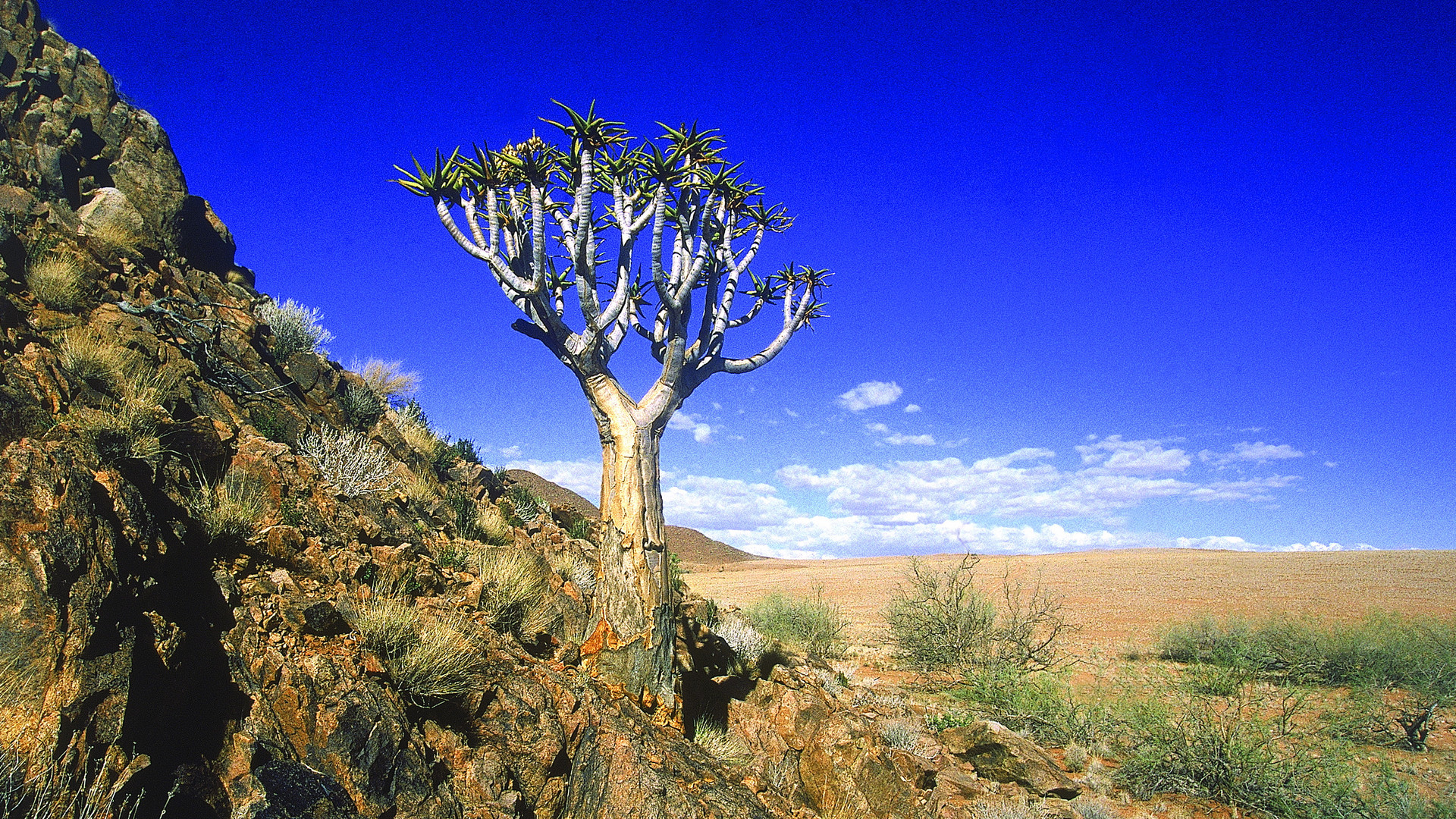 Desert Trees (4)