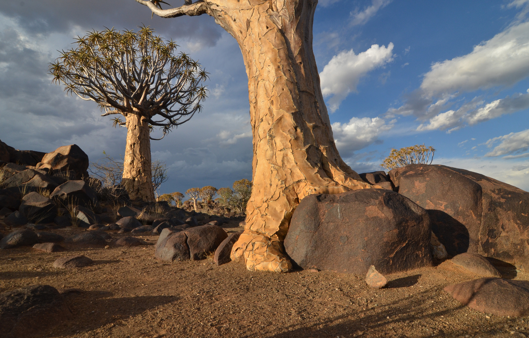 Desert Trees (5)