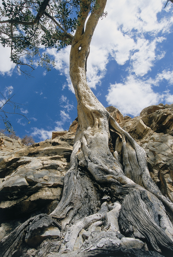 Desert Trees (6)