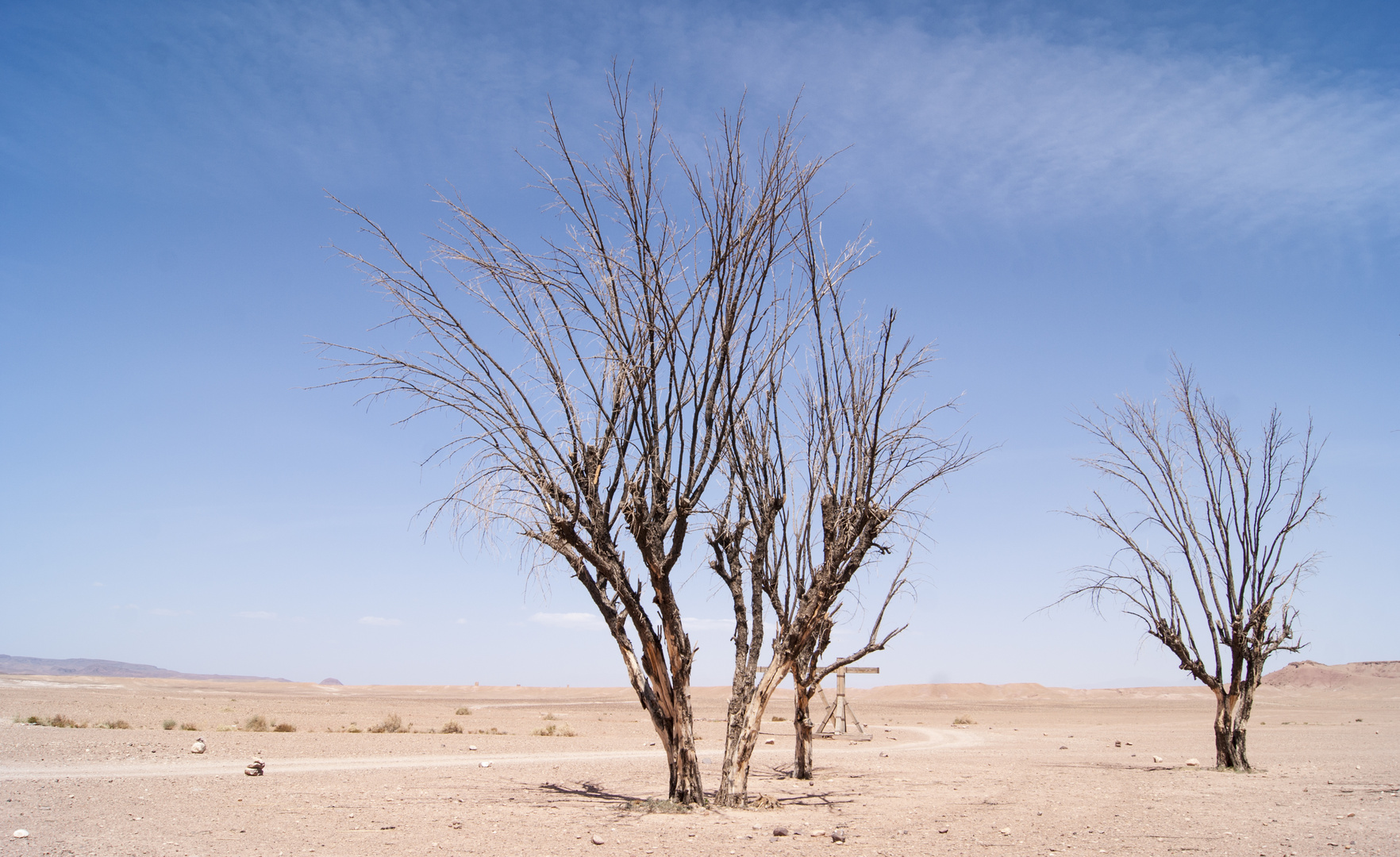 Desert Trees