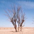 Desert Trees