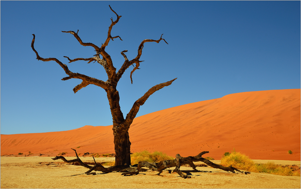 desert trees...