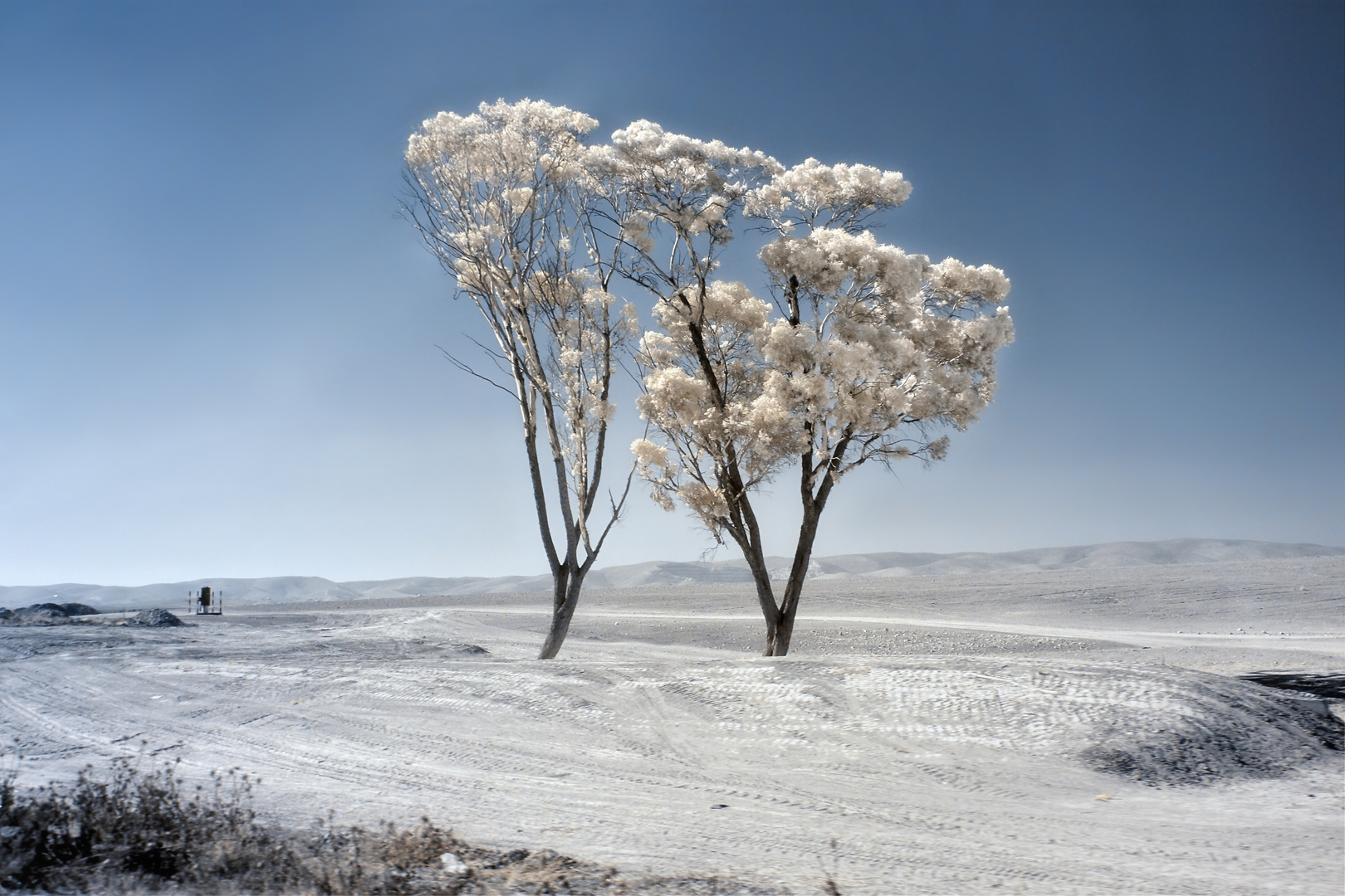 Desert trees [IR]