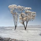 Desert trees [IR]