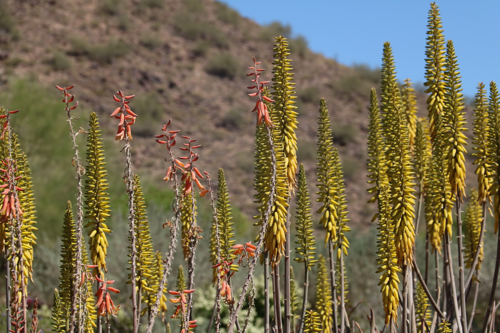 Desert vegetation