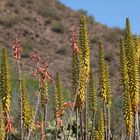 Desert vegetation