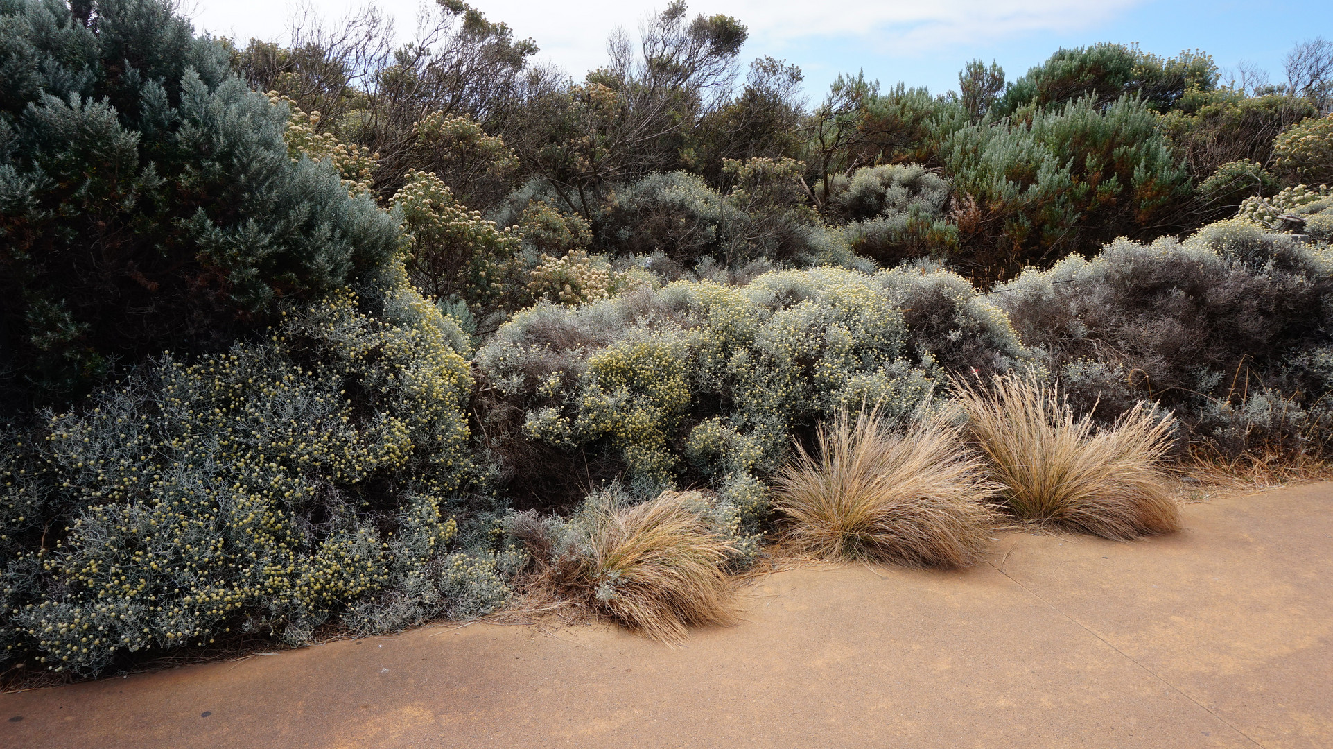 Desert Vegetation