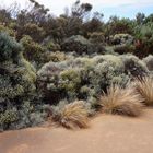 Desert Vegetation