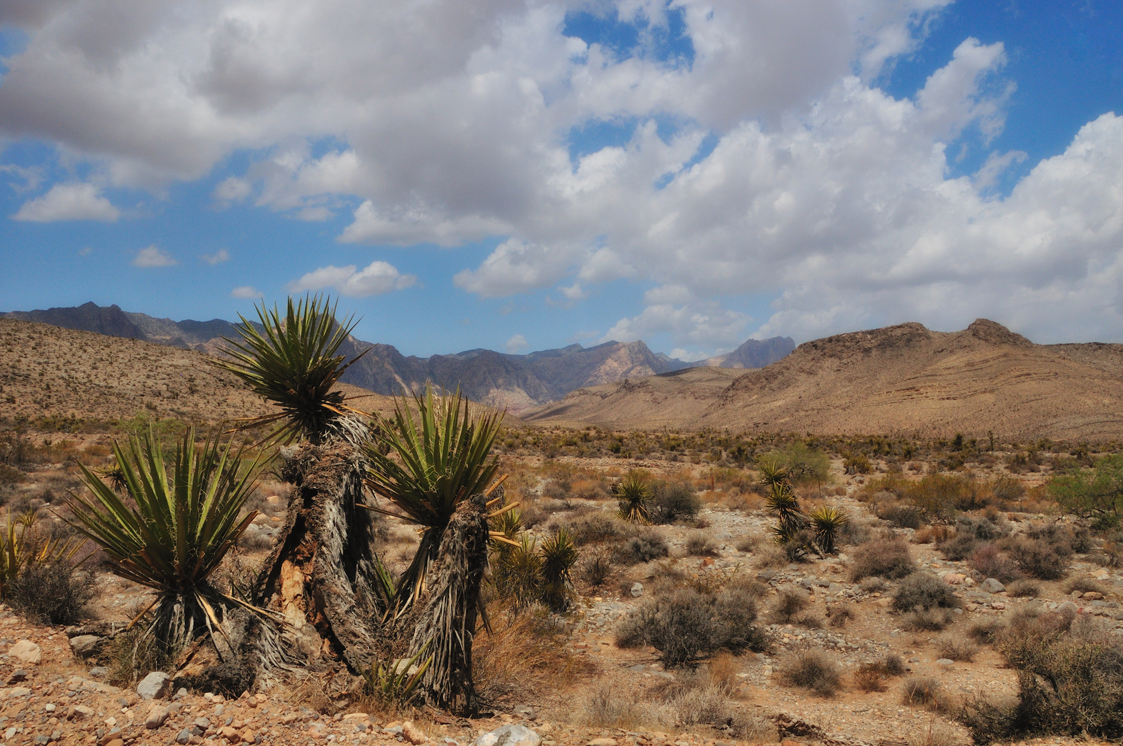 desert view