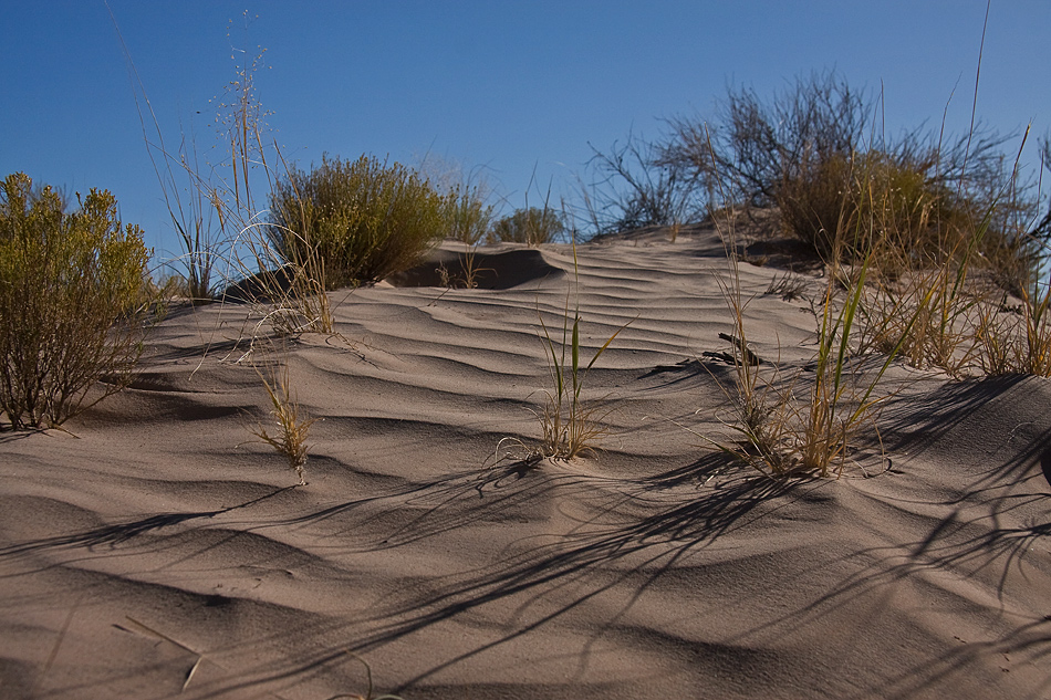 desert waves