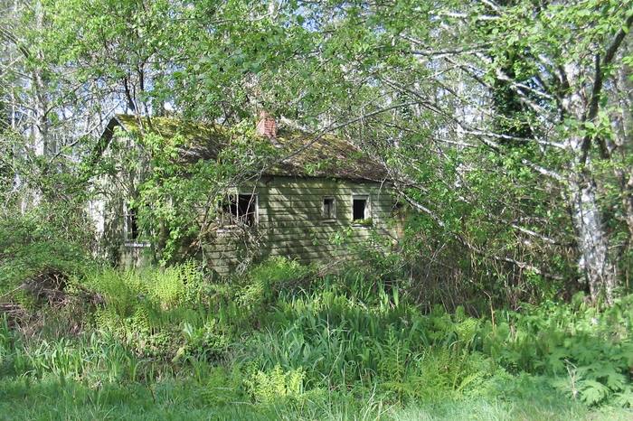 Deserted but alive with spring foliage