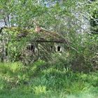 Deserted but alive with spring foliage