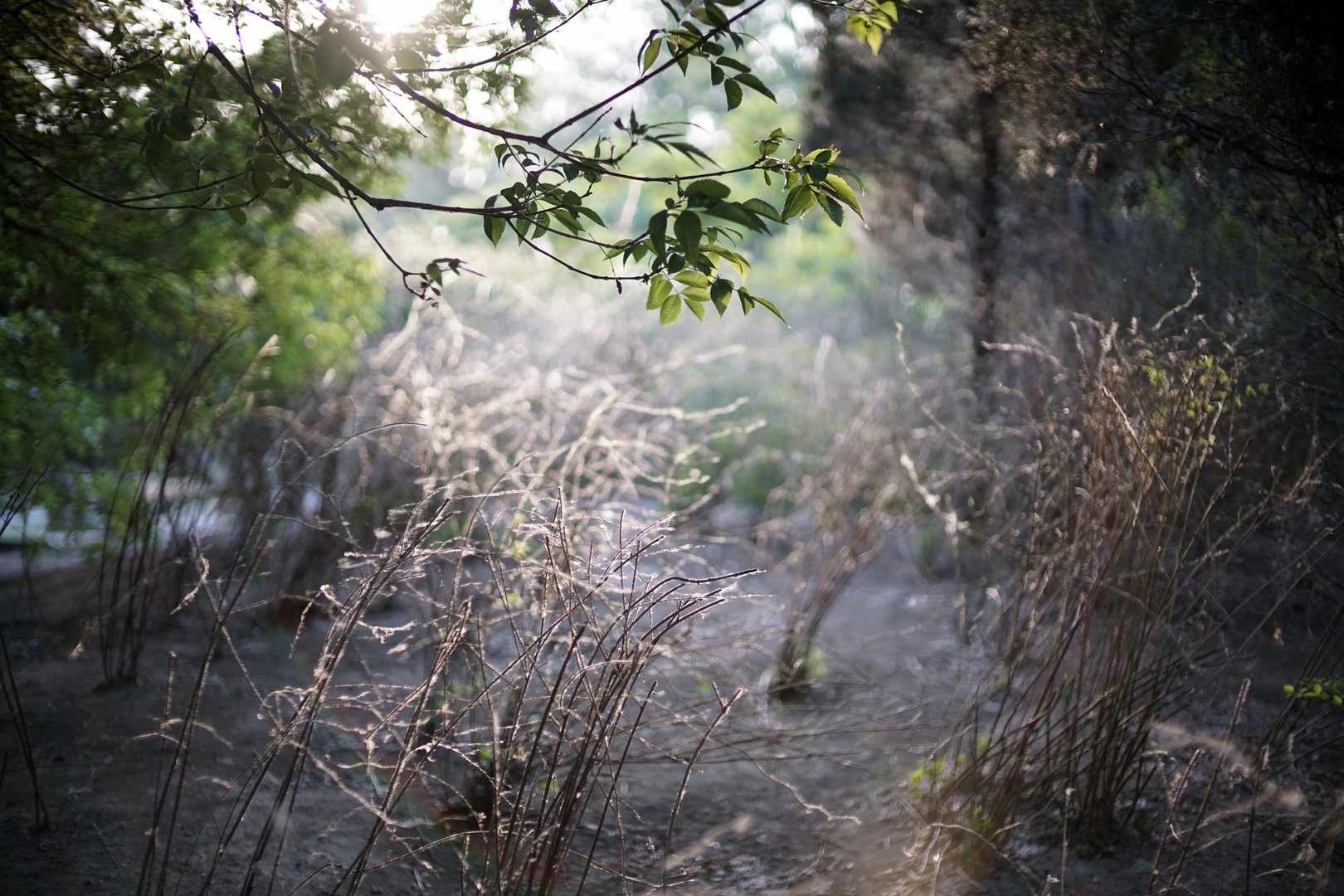 deserted garden