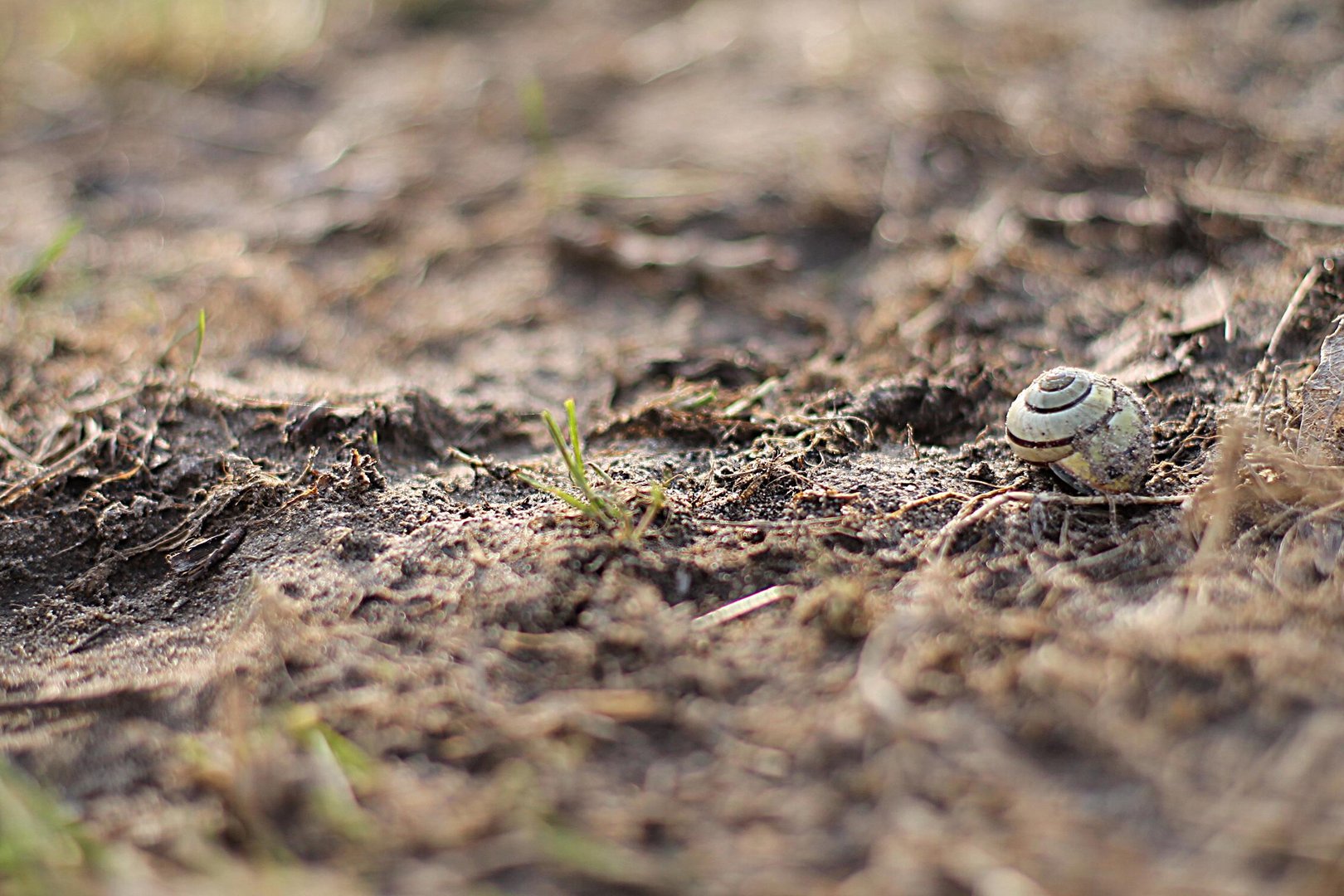 deserted snail shell