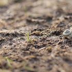 deserted snail shell