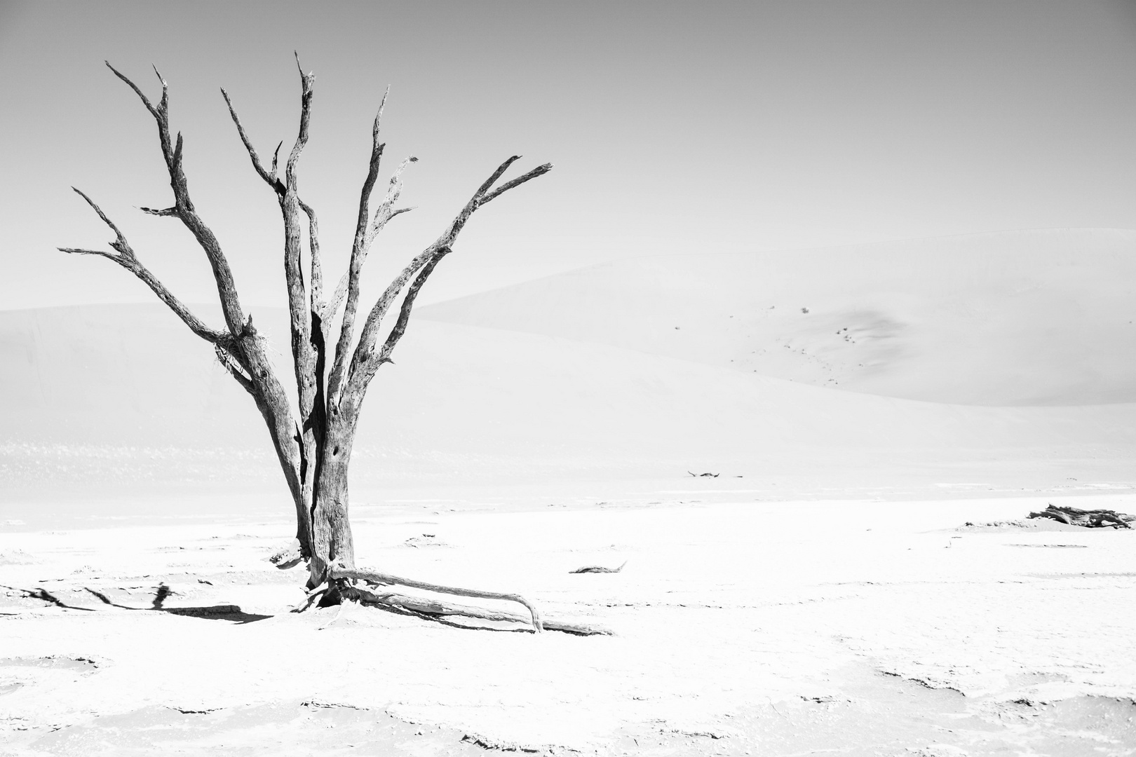 Deserted Tree