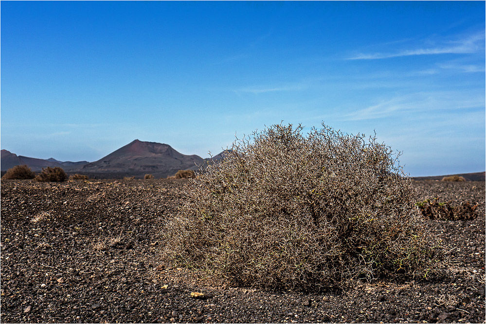 Desertland...