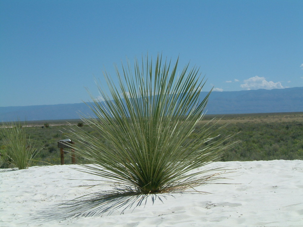 deserto