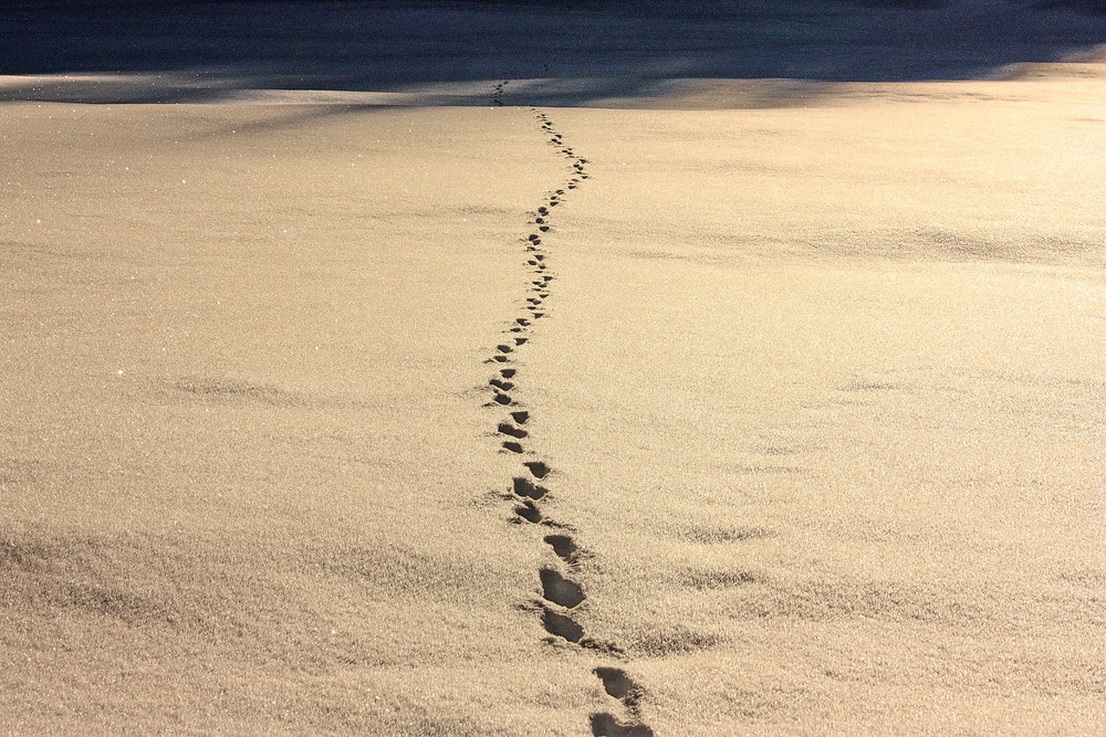 deserto di neve