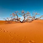 Deserto Kalahari