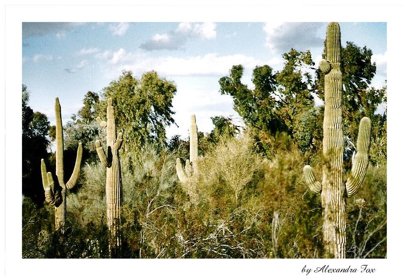 Desertpark Arizona