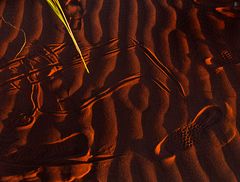 desert.traces