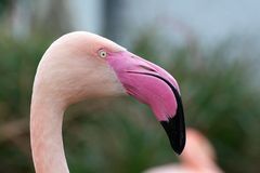 Deshalb Rosa Flamingo ?