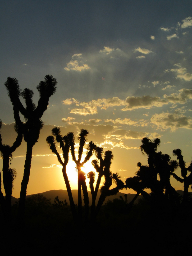 Desierto de Matehuala, SLP