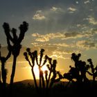 Desierto de Matehuala, SLP