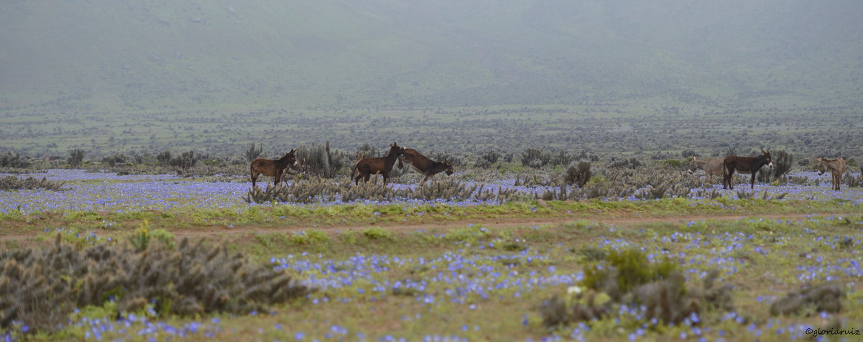 "Desierto Florido"