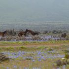 "Desierto Florido"