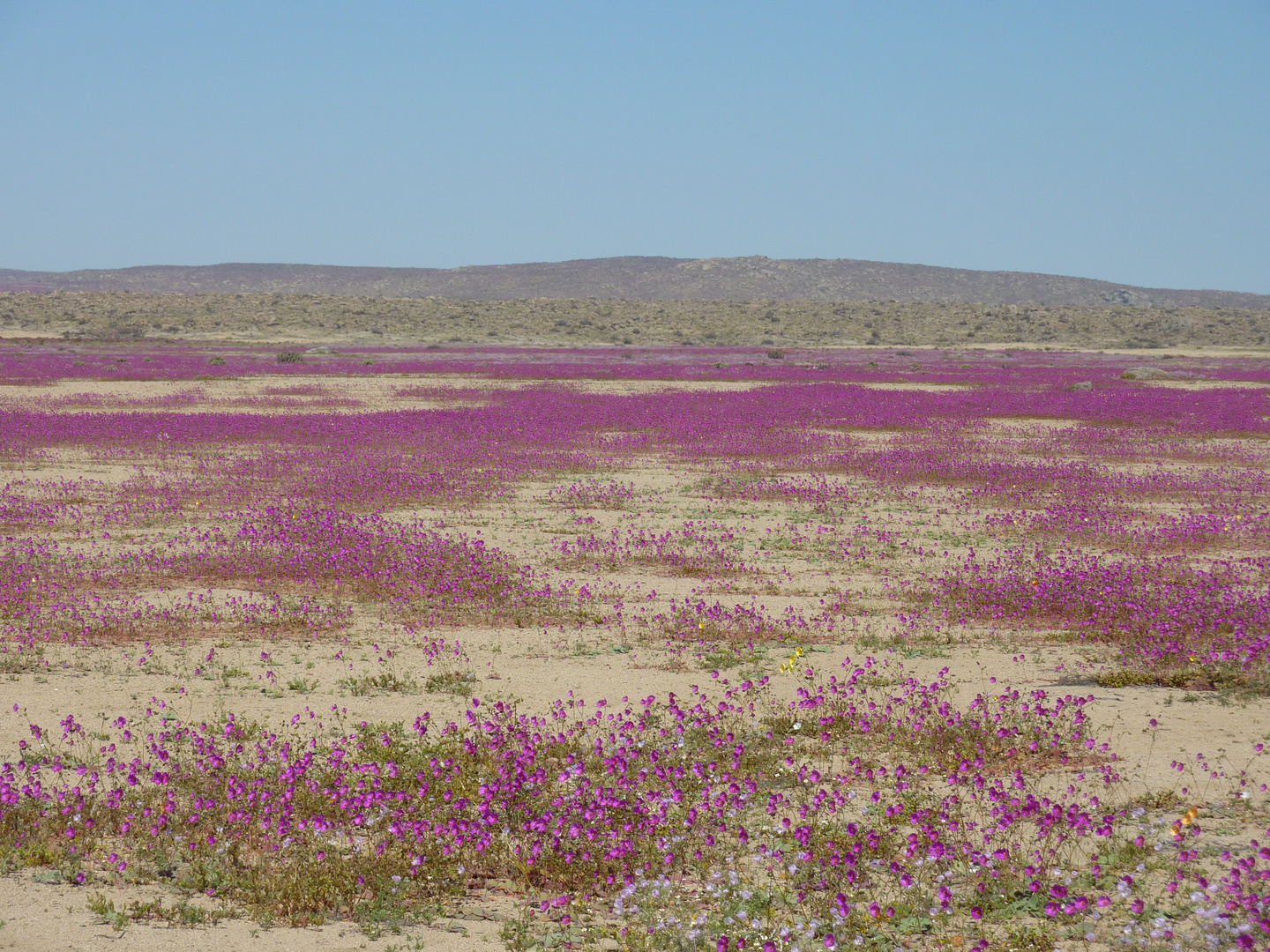 Desierto Florido