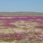 Desierto Florido