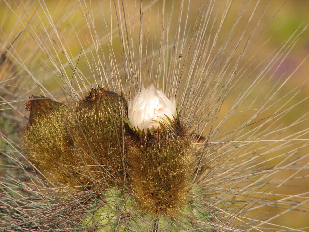 Desierto Florido