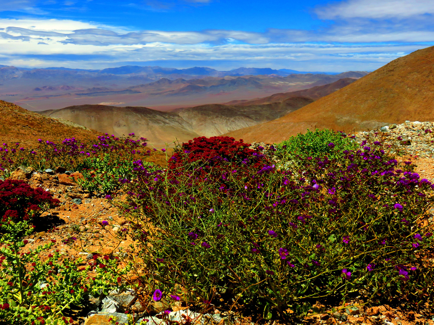 desierto florido