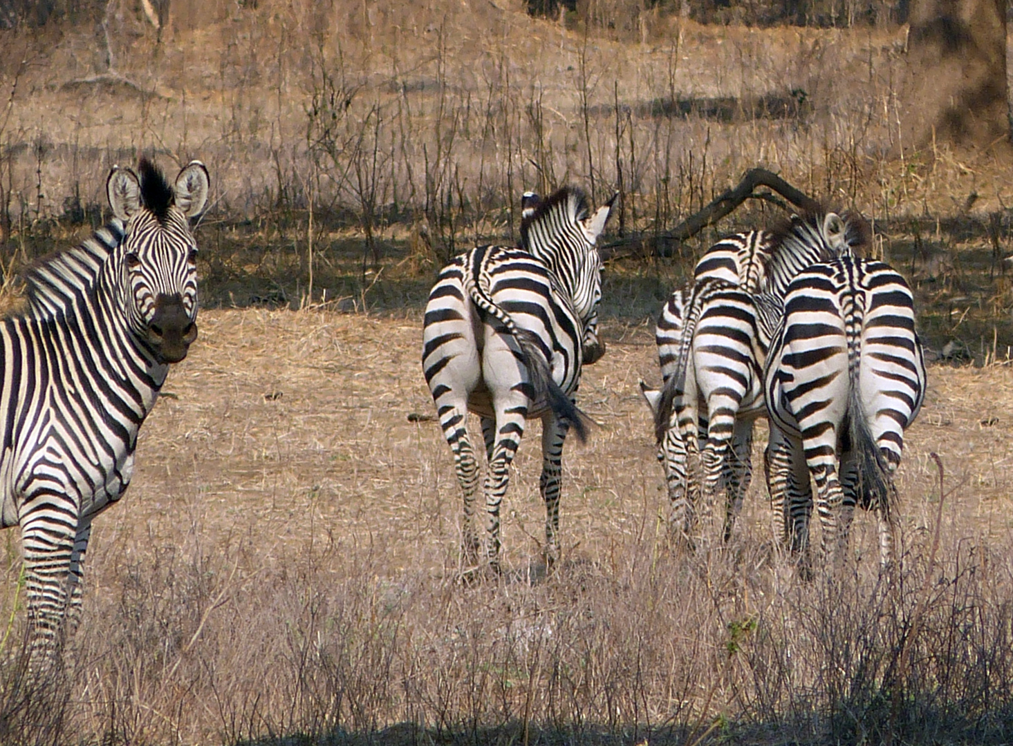 Desinteressierte Zebras