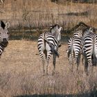 Desinteressierte Zebras