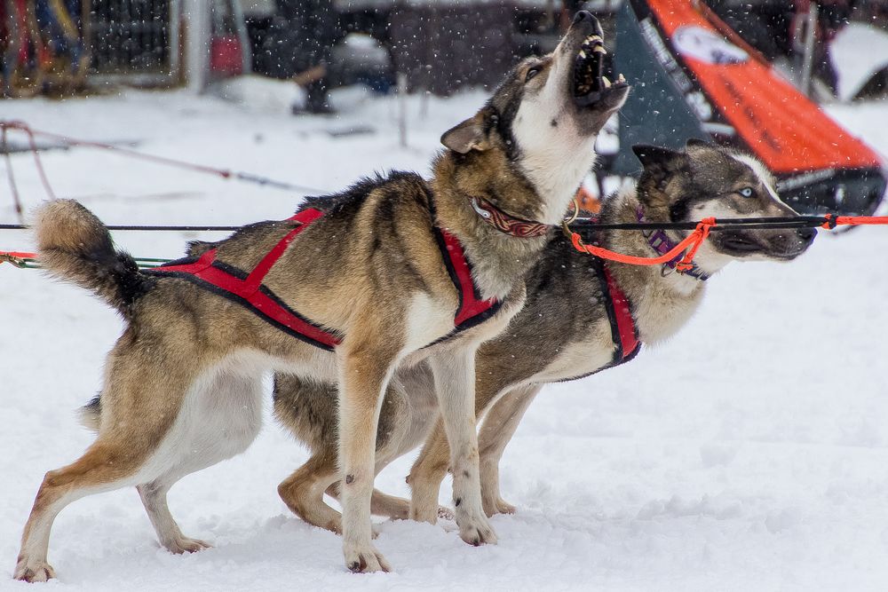 Desire to run - Schlittenhunderennen Weltmeisterschaft Todtmoos 2015