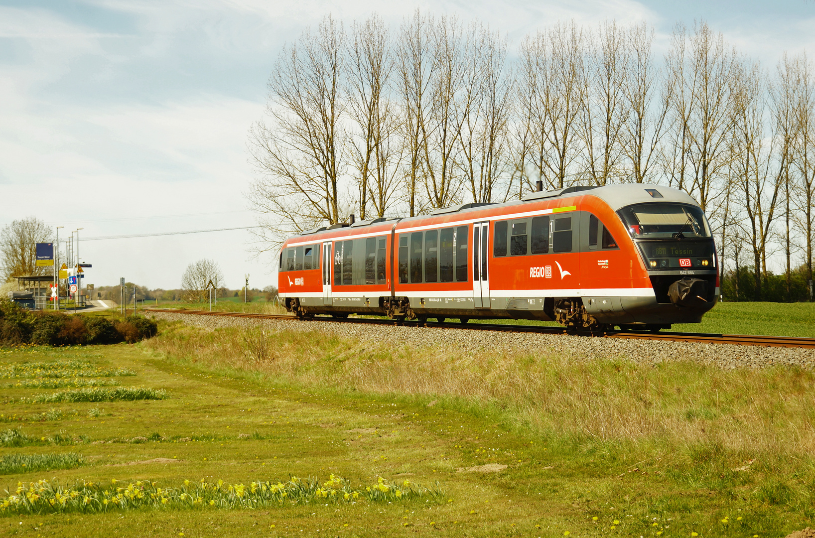 Desiro mit Osterglocken