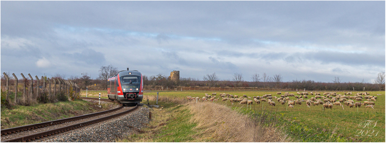 Desiro, Windmühlenruine und Schafe 